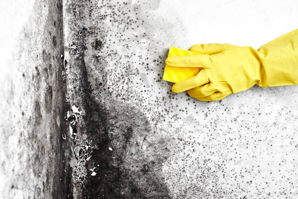 Best HVAC Mold Inspection and Cleaning  in Nicholls, GA
