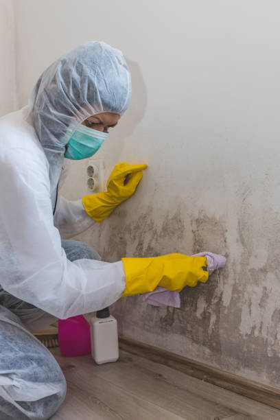 Best Indoor Air Quality Assessment  in Nicholls, GA
